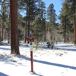 Apache County Pine Knoll Cross-Country Ski Trail (image)