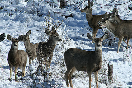 Mule Deer Eagar AZ - Photo By Mead Publishing